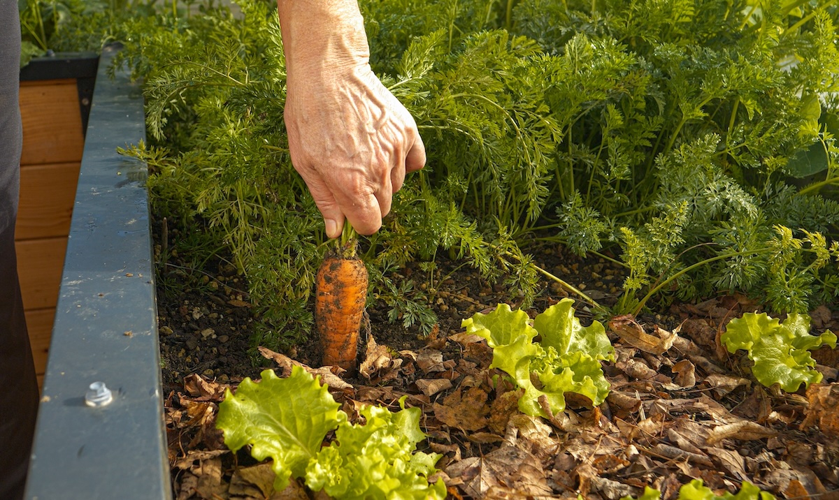 Gardener's hand unearthing a carrot near a row of lettuce.
